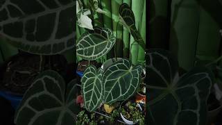 Beautiful Anthurium Crystallinumtrending viralvideo shorts youtubeshorts [upl. by Muscolo904]