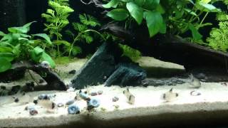 Corydoras panda  Panda Panzerwelse [upl. by Lovmilla]