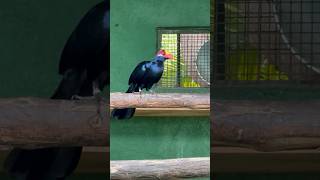 Violet Turaco Exotic Bird at Creekwood Aviary Pune India [upl. by Audris]