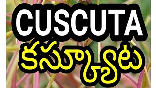 Cuscuta plant కస్క్యూట మొక్క [upl. by Nogaem]