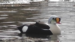 My birding trip to Svalbard Spitsbergen and Lapland [upl. by Nadine]