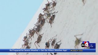 ‘Worst I have ever seen it’ Mormon crickets march on northern Nevada town [upl. by Einnek]