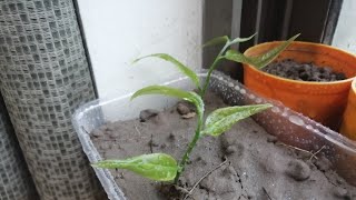 How To Grow Ritha  Arretha Plant From SeedGrow SoapnutSoap Berry Plant From Seed [upl. by Rome]