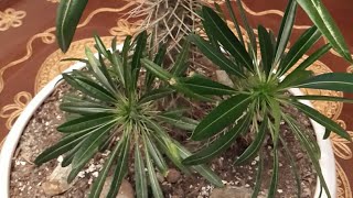 Pachypodium or Madagascar Palm Grow and care [upl. by Soane530]