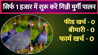 गिन्नी मुर्गी पालन की सम्पूर्ण जानकारी  Guinea Fowl Farming  Guineafowl [upl. by Lasiaf227]