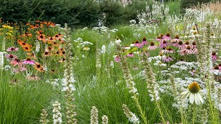 Sonnenhut Pflanze  Echinacea  mit diesem Trick habt ihr länger tolle Blüten im Garten [upl. by Bedwell]