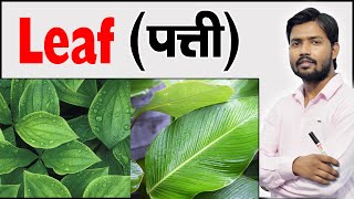 पत्ती  Parts of a Leaf 🍃  Step by Step Drawing  Know How Its Works by Khan Sir [upl. by Nyrtak909]