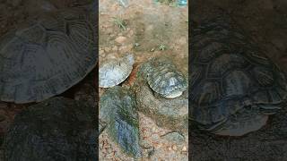 I am a rider 🐢 Turtle redearsliderturtle turtle tortoise animalshorts [upl. by Nedrob451]