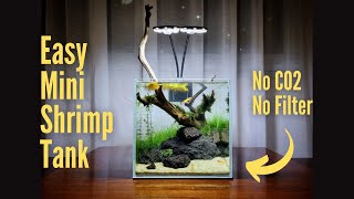 I MADE AN EASY MINI SHRIMP TANK SETUP  TINY SHRIMP TANK  NO CO2 NO FILTER  LAVA ROCK AQUASCAPE [upl. by Llenrahc789]