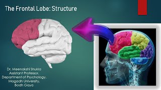 The Frontal Lobe Structure अग्रपालि की संरचना [upl. by Glinys]