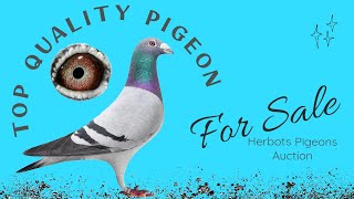 Top Quality Racing Pigeon For Sale In Herbots Pigeons Auction [upl. by Thorrlow]