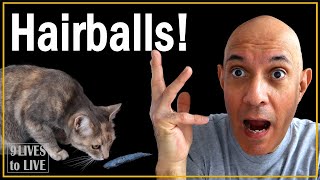 Cat Hairballs How to Help Your Cat [upl. by Annaiuq]