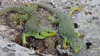 Lagarto ocelado largarto arnal ocellated lizard Timon lepidus [upl. by Byrne232]