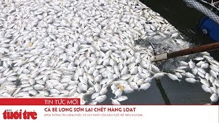 Cá bè Long Sơn lại chết hàng loạt [upl. by Ronoc]