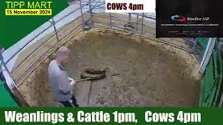 TIPPERARY TOWN MART 15 Nov 2024 Calves Cattle amp cows [upl. by Altaf991]