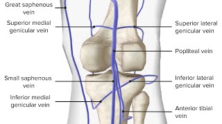 popliteal vein دخالد البكوش [upl. by Nosnaj370]