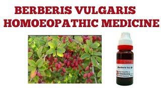 BERBERIS VULGARIS HOMOEOPATHY MEDICINE EXPLAINED [upl. by Maurilla]