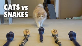 Cats vs Snakes  Kittisaurus [upl. by Akirdnwahs]