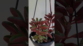 😍 Peperômia Graveolens peperomia graveolens plantasdesol suculentascoloridas [upl. by Onid698]