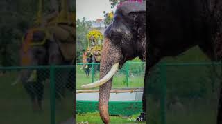 ಅರ್ಜುನ ಆನೆ⭐🐘🔥  Midida Hrudayagalu elephant arjuna MididaHrudayagalu karnatakaforest [upl. by Hessler]