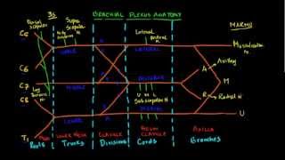 Nugget 7 Draw Brachial Plexus the easy way [upl. by Oiziruam]