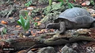 Watch a tortoise hunt a bird  Science News [upl. by Amak]