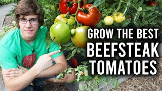 How to Grow Beefsteak Tomatoes [upl. by Jacoby561]