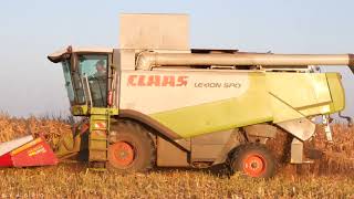 Kukurydza po białorusku Gomselmash GS3219 CLAAS Lexion 580 MAZ 5516 [upl. by Eenal]