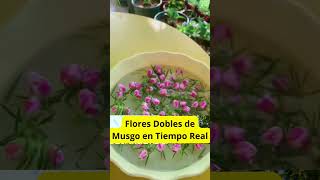 Flores Dobles de Musgo en Tiempo Real [upl. by Endres]