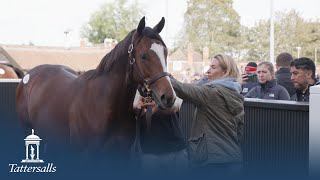 Tattersalls October Yearling Sale Book 1 Day 2 Review 2023 [upl. by Ramel]