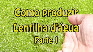 Como Produzir Lentilha D’água – Parte 1 [upl. by Friedberg]