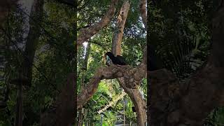 Wreathed hornbill Tropical Bird Becoming Extinct [upl. by Penthea]