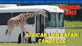 African Lion Safari Cambridge Ontario Canada [upl. by Atillertse]