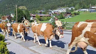 Almabtrieb in Maurach am Achensee Tirol [upl. by Alvin]