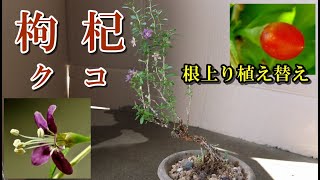 【枸杞 盆栽】クコ 根上り 秋の植え替え Bonsai Lycium Replanting a tree whose roots have grown upwards [upl. by Nerine]