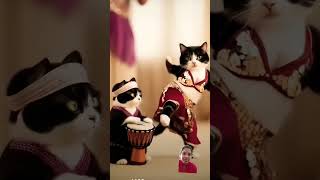 Funny cat belly dance on aaj ki rat aajkiraat funnydance funnyanmials ytshorts subscribe [upl. by Delastre559]