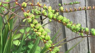 Crocosmia  In Seeds August 11 [upl. by Ljoka]