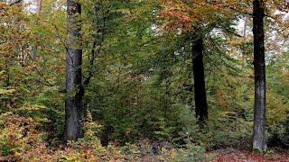 Der Herbsttag heute im Hirschwald  so schaut es da aus [upl. by Jean282]