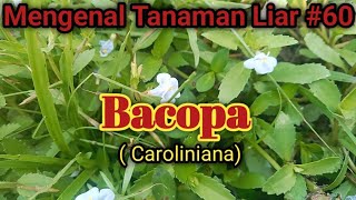 Tanaman Bacopa  Caroliniana [upl. by Yelhak]