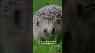 Hedges  Hedgehog Highlights  Hornbeam Wood Hedgehog Sanctuary [upl. by Ahsirtak]