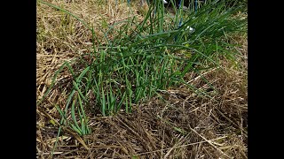 Mulching the onions Madonna lilies  Lily collection part 13 4K [upl. by Anilemrac]