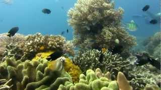 Apo Reef  soft corals HD [upl. by Francesco579]