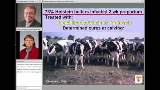 Managing Mastitis in Bred Heifers [upl. by Marden]