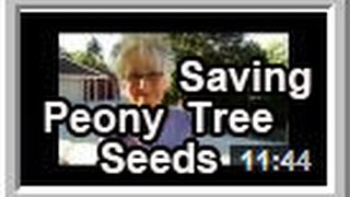 Saving Peony Tree Seeds  Wisconsin Garden Video Blog 542 [upl. by Almira214]