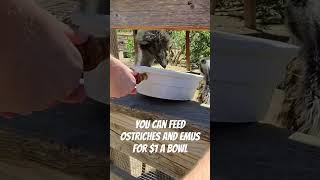 Ostrichland a fun experience feeding Ostriches and Emus themepark animals Ostrichlandusa [upl. by Adoh]