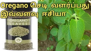 How to grow Oregano plant in home  herbal plant  karpuravalli plant Ruba Garden [upl. by Lekcar]