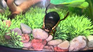 Giant Diving Beetle [upl. by Esertap]