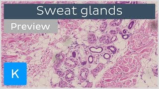 Sweat Glands preview  Histology amp Function  Human Anatomy  Kenhub [upl. by Ynaffat]