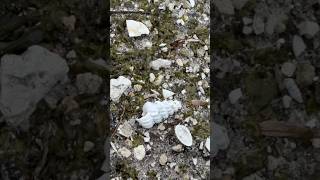 Breaking Ground New Fossil Finds in Florida  Part 13 🌿 NewFossilFinds FossilHunt FloridaNature [upl. by Duomham]