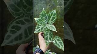 Anthurium Crystallinum Liliput houseplants anthurium shortsfeed [upl. by Eugirne804]